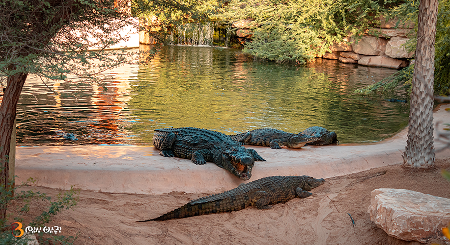 27 پارک کروکودیل (Dubai Crocodile Park) - Image 1